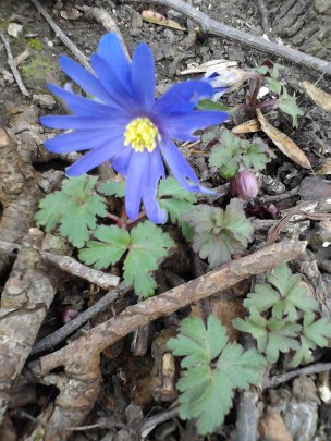 anemone-blanda-feb13